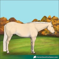 Horse Color:Palomino Dun 
