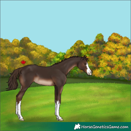 Horse Color:White Spotted Liver Chestnut 