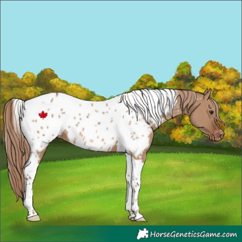 Horse Color:Red Dun Tobiano Near Leopard 