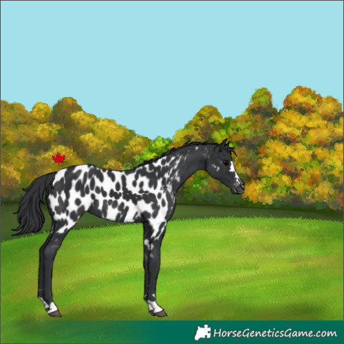 Horse Color:Black Appaloosa