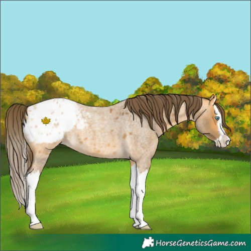 Horse Color:Buckskin Roan Splash Blanket