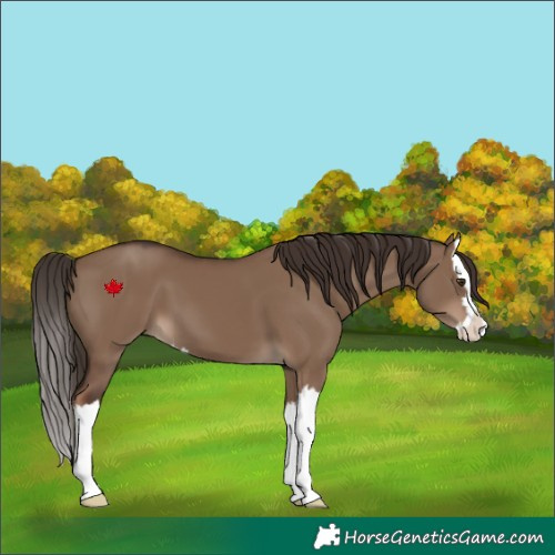 Horse Color:Liver Red Dun Splash