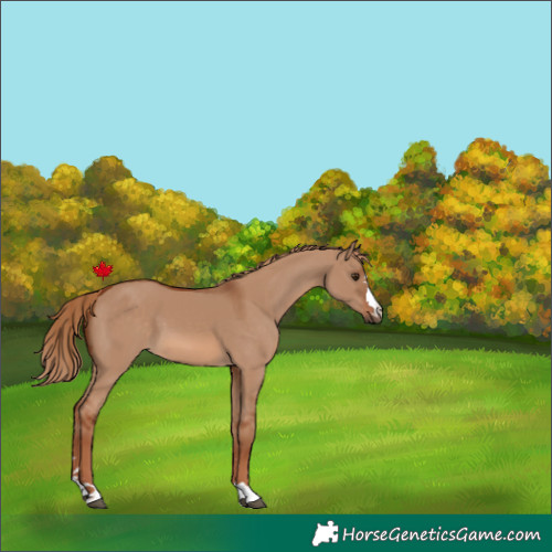 Horse Color:Red Dun 
