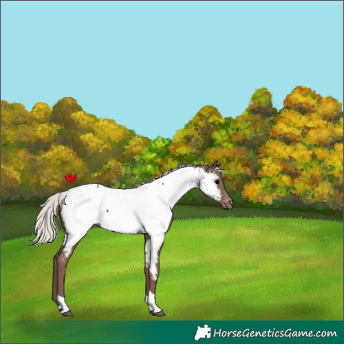 Horse Color:Silver Black Tobiano Appaloosa 