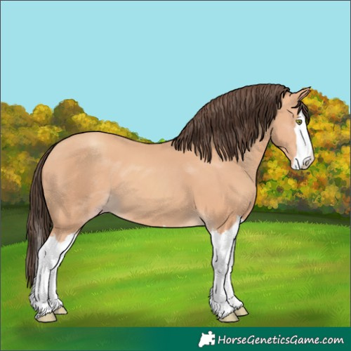 Horse Color:Amber Champagne Splash 