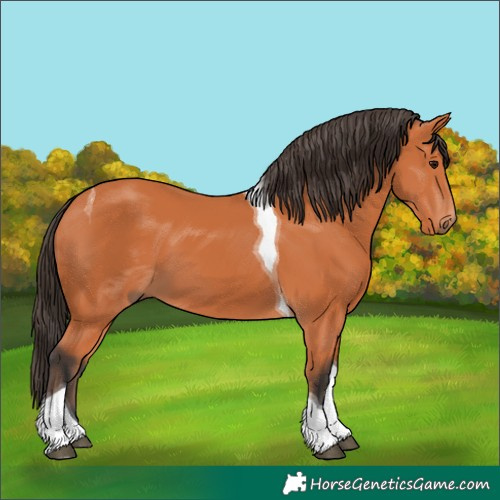 Horse Color:Bay Tobiano