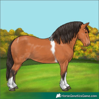 Horse Color:Bay Tobiano 