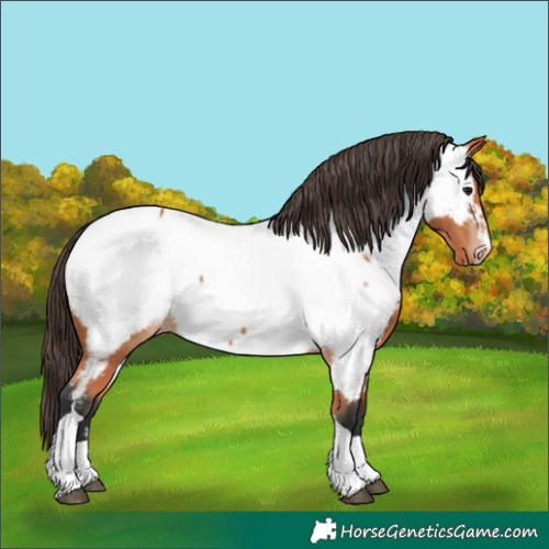 Horse Color:Bay Tobiano Appaloosa