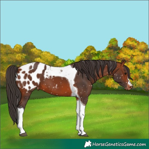 Horse Color:Bay Tobiano Appaloosa 