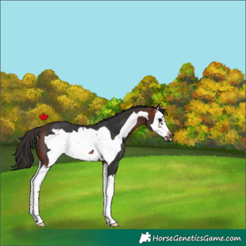 Horse Color:Bay Splash Frame Rabicano 
