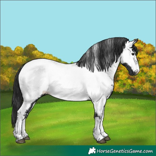 Horse Color:Unknown