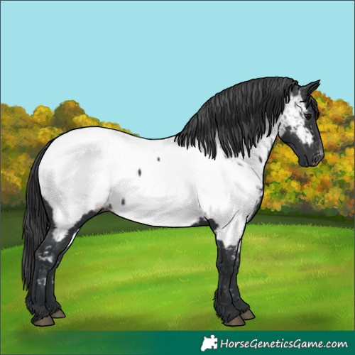 Horse Color:Black Appaloosa 