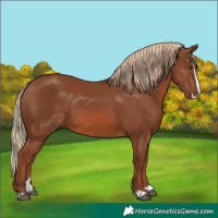 Horse Color:Chestnut Splash