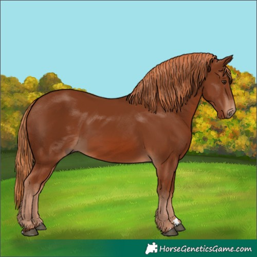 Horse Color:Chestnut 