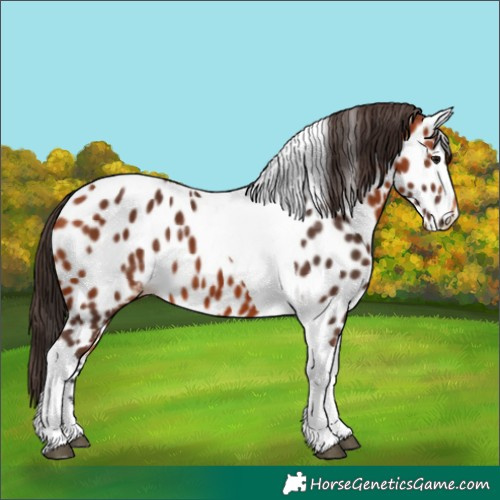 Horse Color:Bay Tobiano Appaloosa 