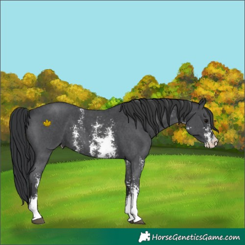 Horse Color:Black Sabino 