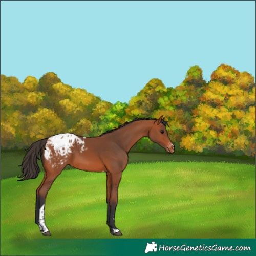 Horse Color:Bay Tobiano Appaloosa 