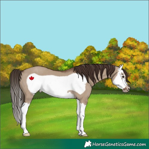 Horse Color:Liver Red Dun Splash Frame Rabicano