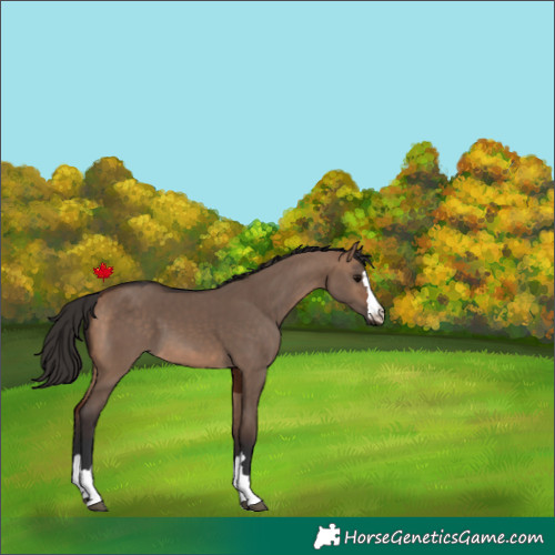 Horse Color:Bay Dun 