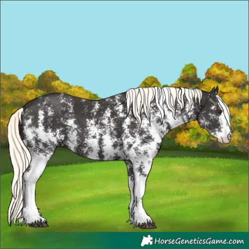 Horse Color:Liver Chestnut Mushroom Sabino 