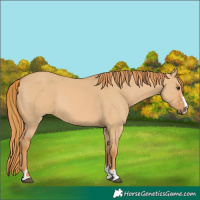 Horse Color:Red Dun