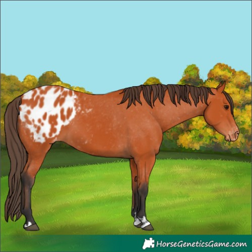 Horse Color:Bay Appaloosa 