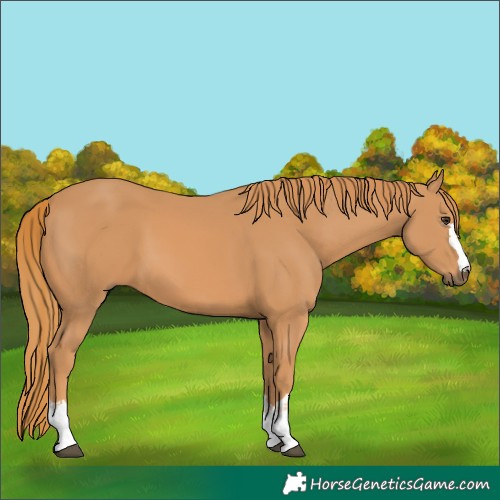 Horse Color:Chestnut 