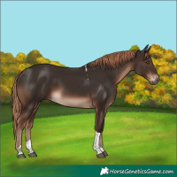 Horse Color:Liver Chestnut Tobiano Rabicano 