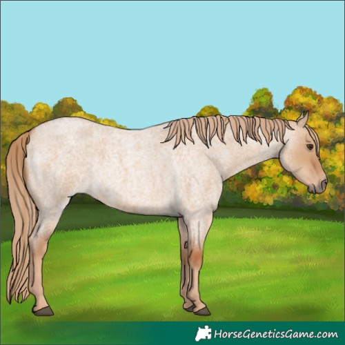 Horse Color:Red Dun Roan