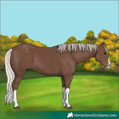 Horse Color:Silver Black Splash 