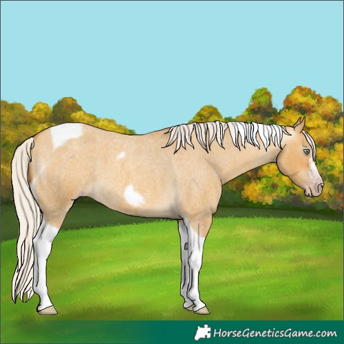 Horse Color:Gray Silver Amber Cream Champagne Roan Dun Splash Tobiano Frame Appaloosa Rabicano 