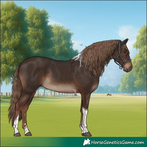 Horse Color:Liver Chestnut Tobiano Rabicano 