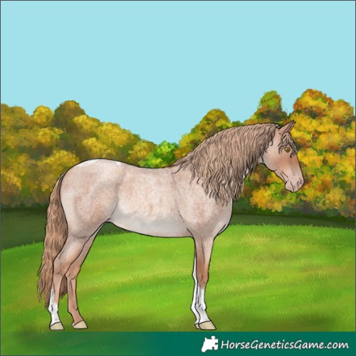 Horse Color:Gold Champagne Roan Tobiano Rabicano