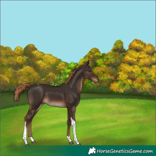 Horse Color:Liver Chestnut Tobiano Rabicano 