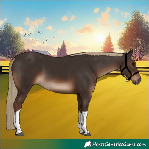 Horse Color:Liver Chestnut Tobiano Rabicano 