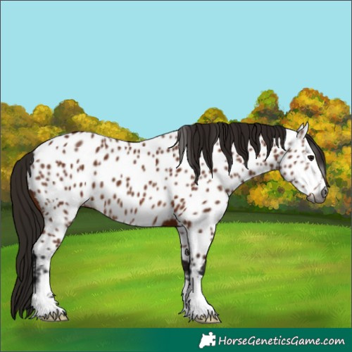 Horse Color:Gray Bay Near Leopard 