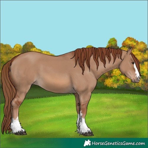 Horse Color:Red Dun