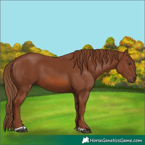 Horse Color:Chestnut 