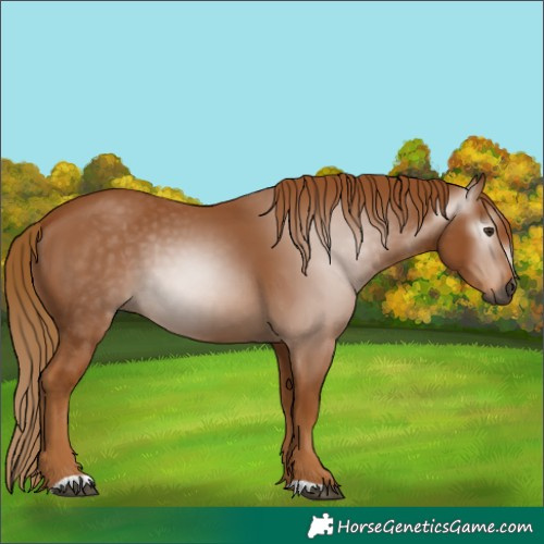 Horse Color:Gray Chestnut 