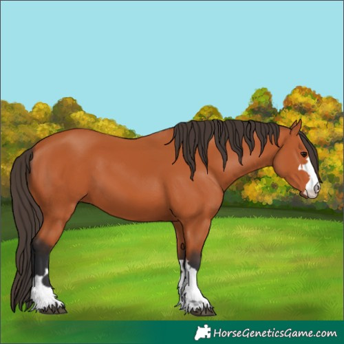 Horse Color:Bay 
