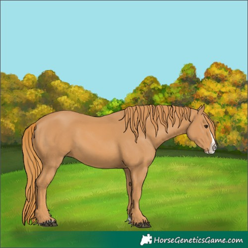 Horse Color:Chestnut Splash 