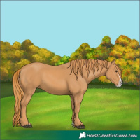 Horse Color:Chestnut Splash 
