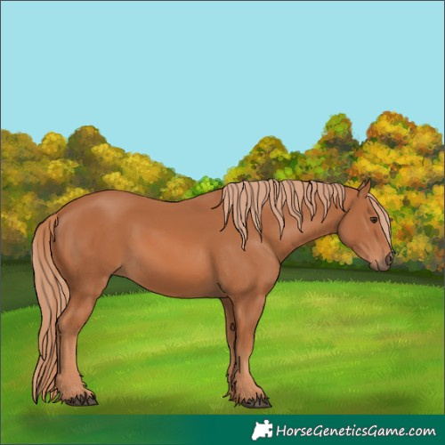 Horse Color:Chestnut 