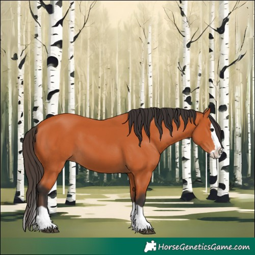 Horse Color:Bay Splash 