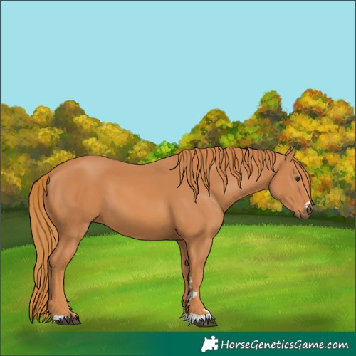 Horse Color:Chestnut 