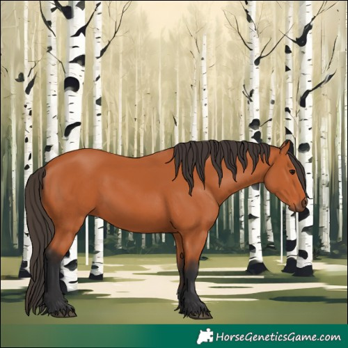 Horse Color:Bay 