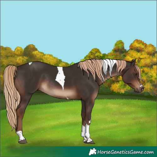Horse Color:Liver Chestnut Tobiano Rabicano