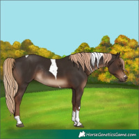 Horse Color:Liver Chestnut Tobiano Rabicano 