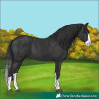 Horse Color:Black Splash