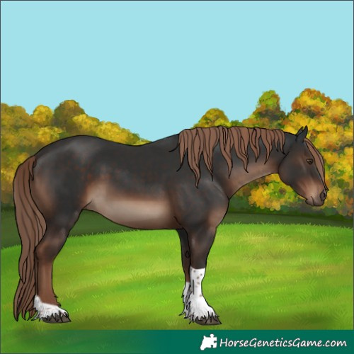 Horse Color:Liver Chestnut Tobiano Rabicano 